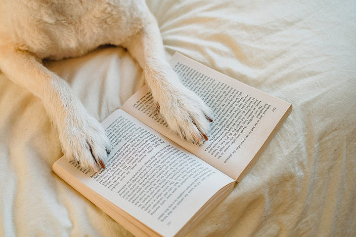 Read To A Dog Image