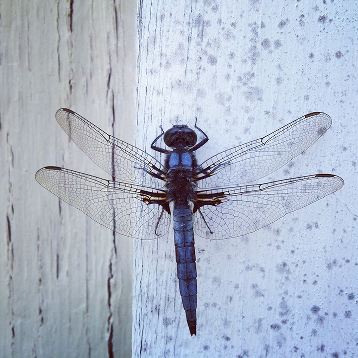 dragonfly image_credit Leigh Heasley_Pexels