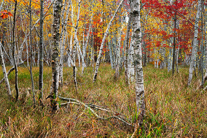 Autumn Birches_web_pexels-skyler-ewing