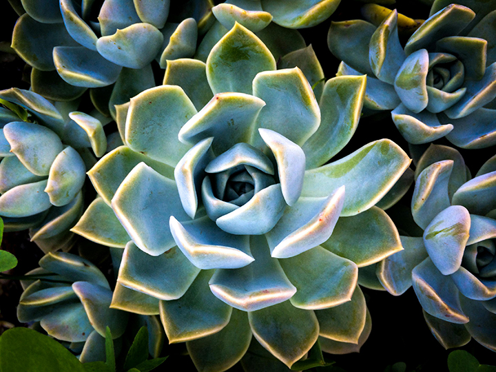 Succulent terrarium program image_Credit pexels-magda-ehlers