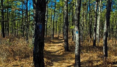 pine barrens