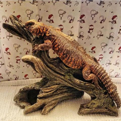 Pumpkin the Nigerian Uromastyx