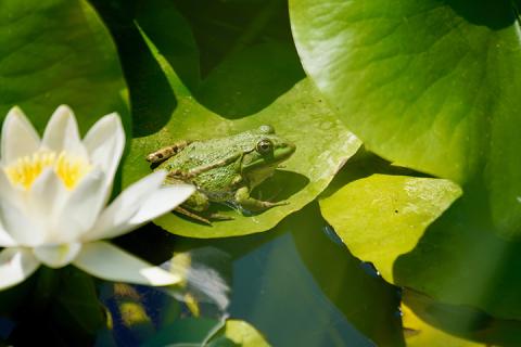 frog on lily pad image