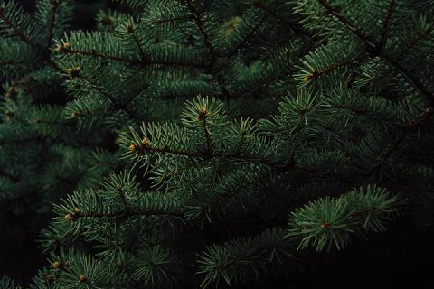 evergreen tree image