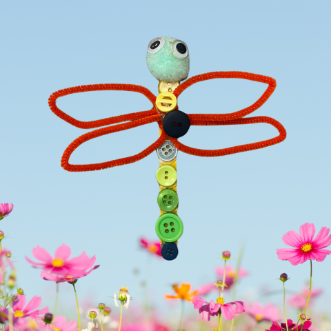 button dragonfly