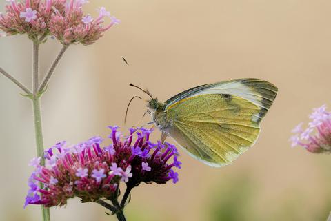 Butterfly Storytime Image_Web-pexels-siegfried-poepperl