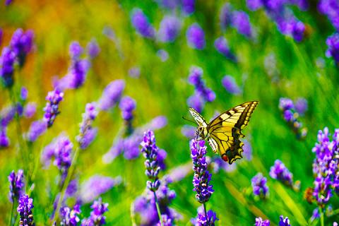 Butterfly_Web_credit pexels-marian-florinel-condruz