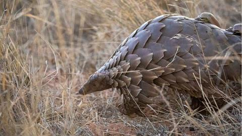 Pangolin image_credit_WildlifeConservationist, CC BY-SA 4.0
