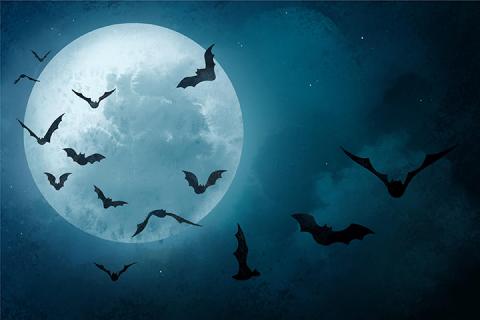 bats image