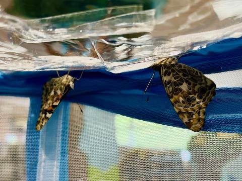 painted lady butterflies in their nets