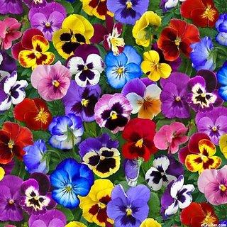 pansies