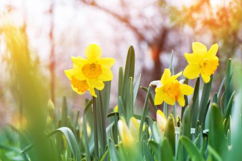 yellow daffodils image