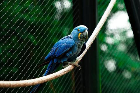 picture of a blue tropical bird sitting on a rope in front of a lush green background