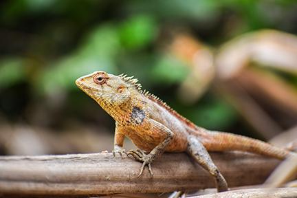 orangey lizard resting on branch