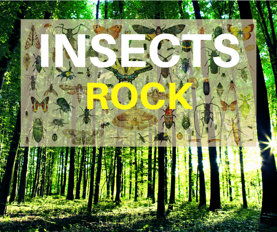 insectsrockpic