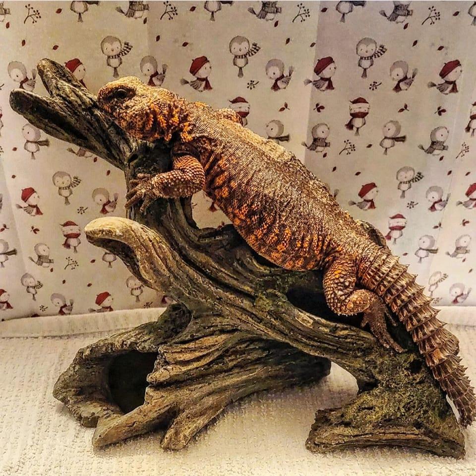 Pumpkin the Nigerian Uromastyx