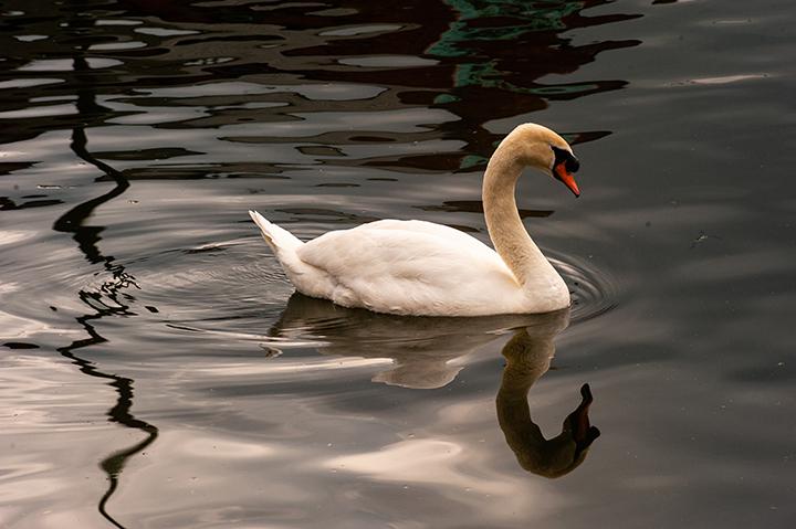 swan image