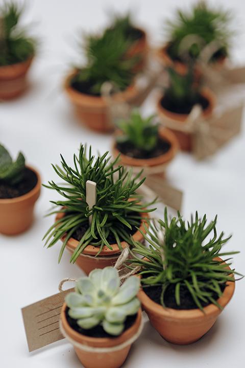 Succulents_web_image by rawpixel on freepik