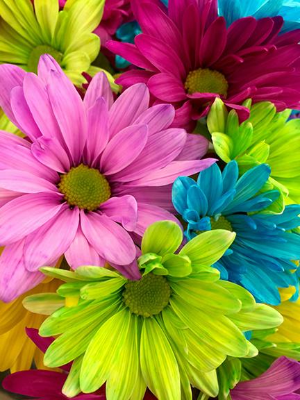 colorful flowers